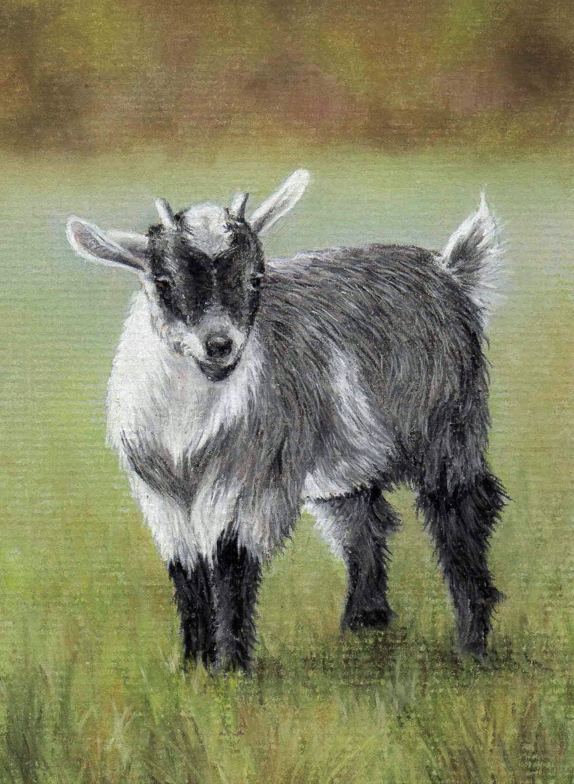 1179x1611 Draw These Animals Using Pastel Pencils Animals Animal - Pygmy Goat Drawing