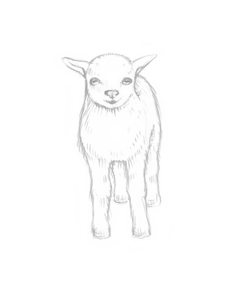 850x990 How To Draw A Goat Step - Pygmy Goat Drawing