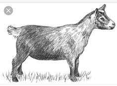236x173 best goat drawingspaintings images goats, goat, farm animals - Pygmy Goat Drawing