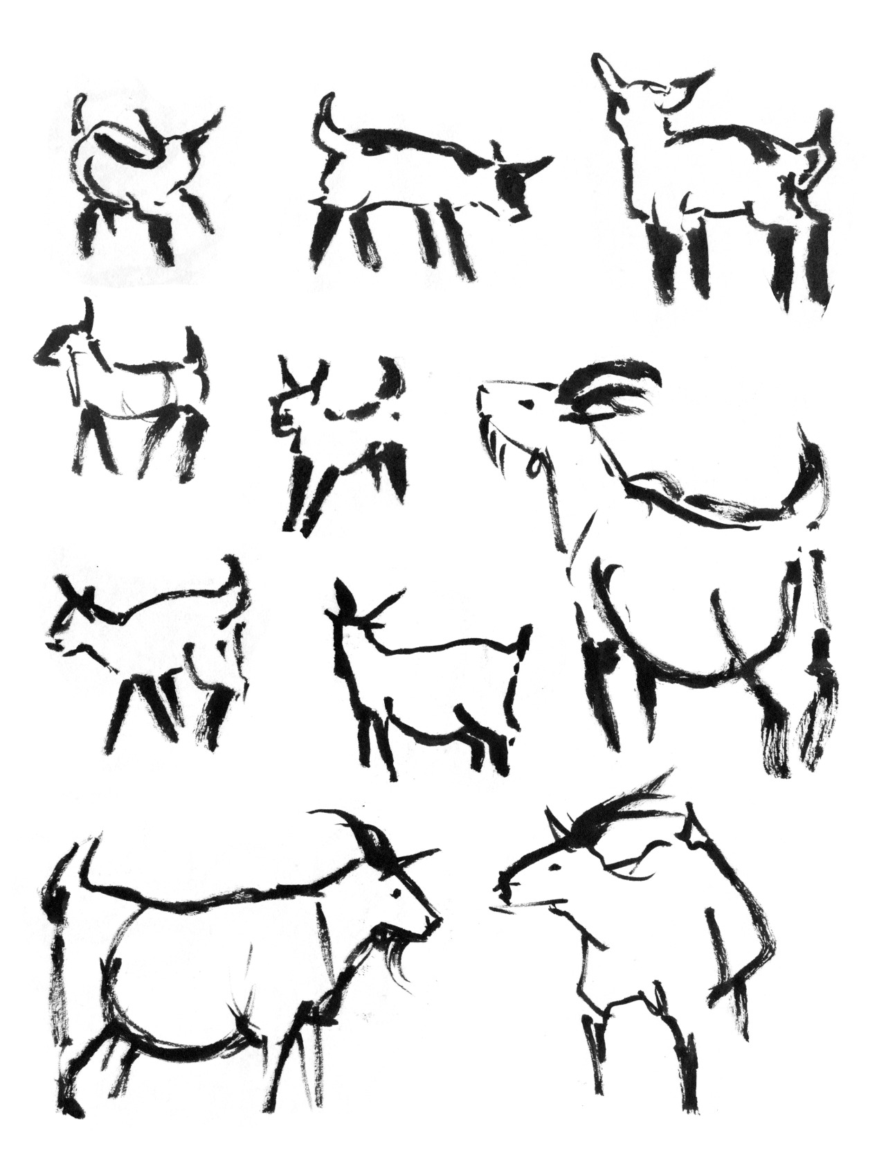 Pygmy Goat Drawing at PaintingValley.com | Explore collection of Pygmy ...