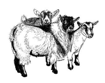 340x270 Popular Items For Pygmy Goat Drawings On Etsy Logo Ideas Goats - Pygmy Goat Drawing