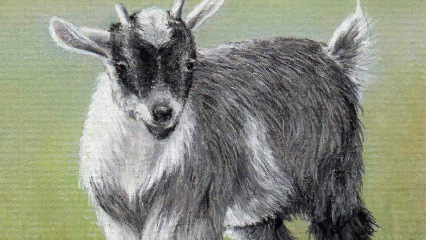 848x478 Pygmy Goat - Pygmy Goat Drawing
