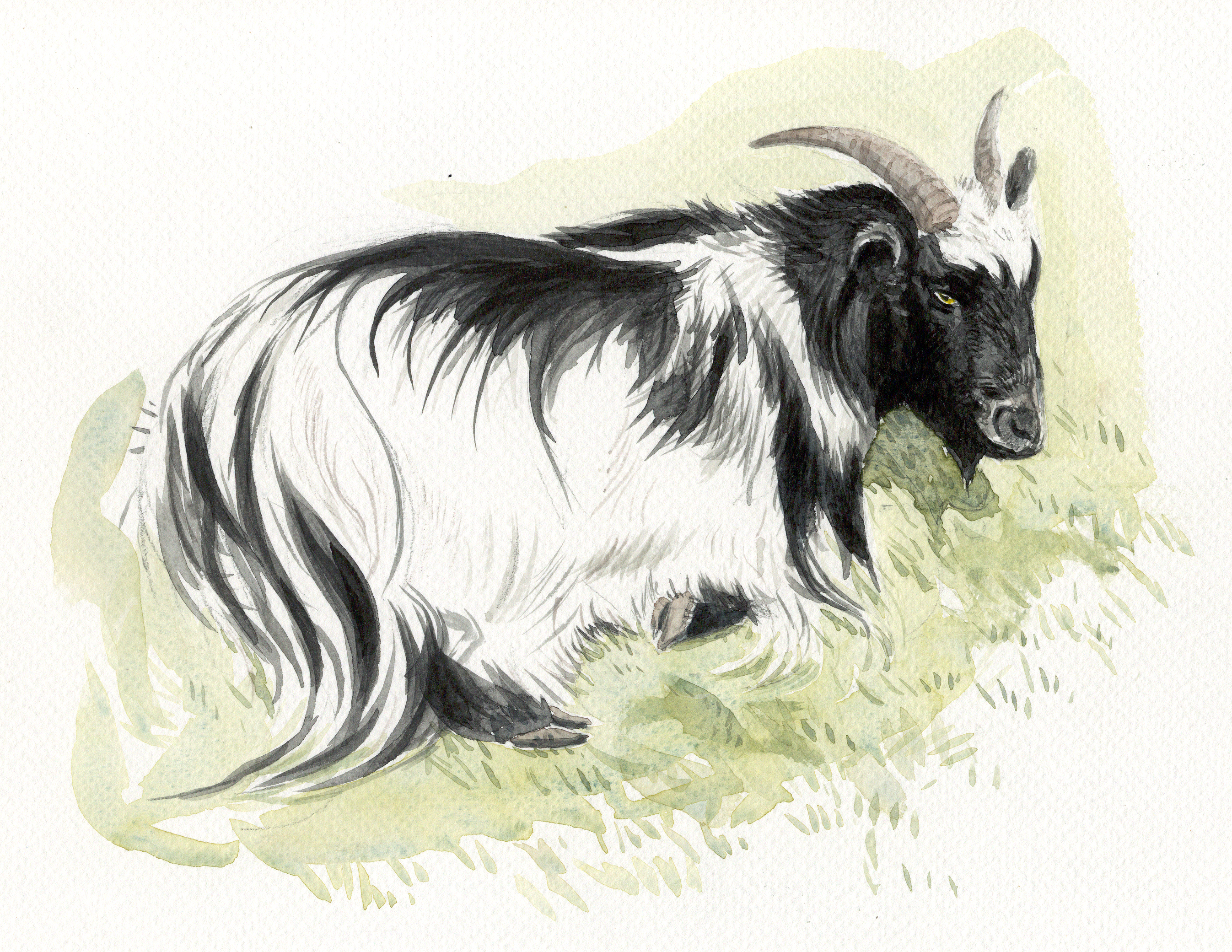 2693x2081 Pygmy Goat - Pygmy Goat Drawing