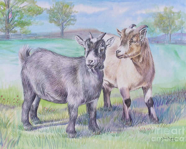 599x480 Pygmy Goats Poster - Pygmy Goat Drawing