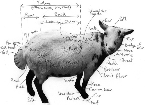581x421 pygmy goat information - Pygmy Goat Drawing