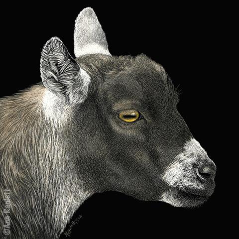 480x480 Show Goat - Pygmy Goat Drawing