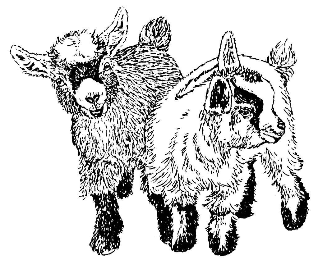 1023x837 Two Pygmy Goat Kids, Rubber Stamp C Paper Craft Goats, Kids - Pygmy Goat Drawing