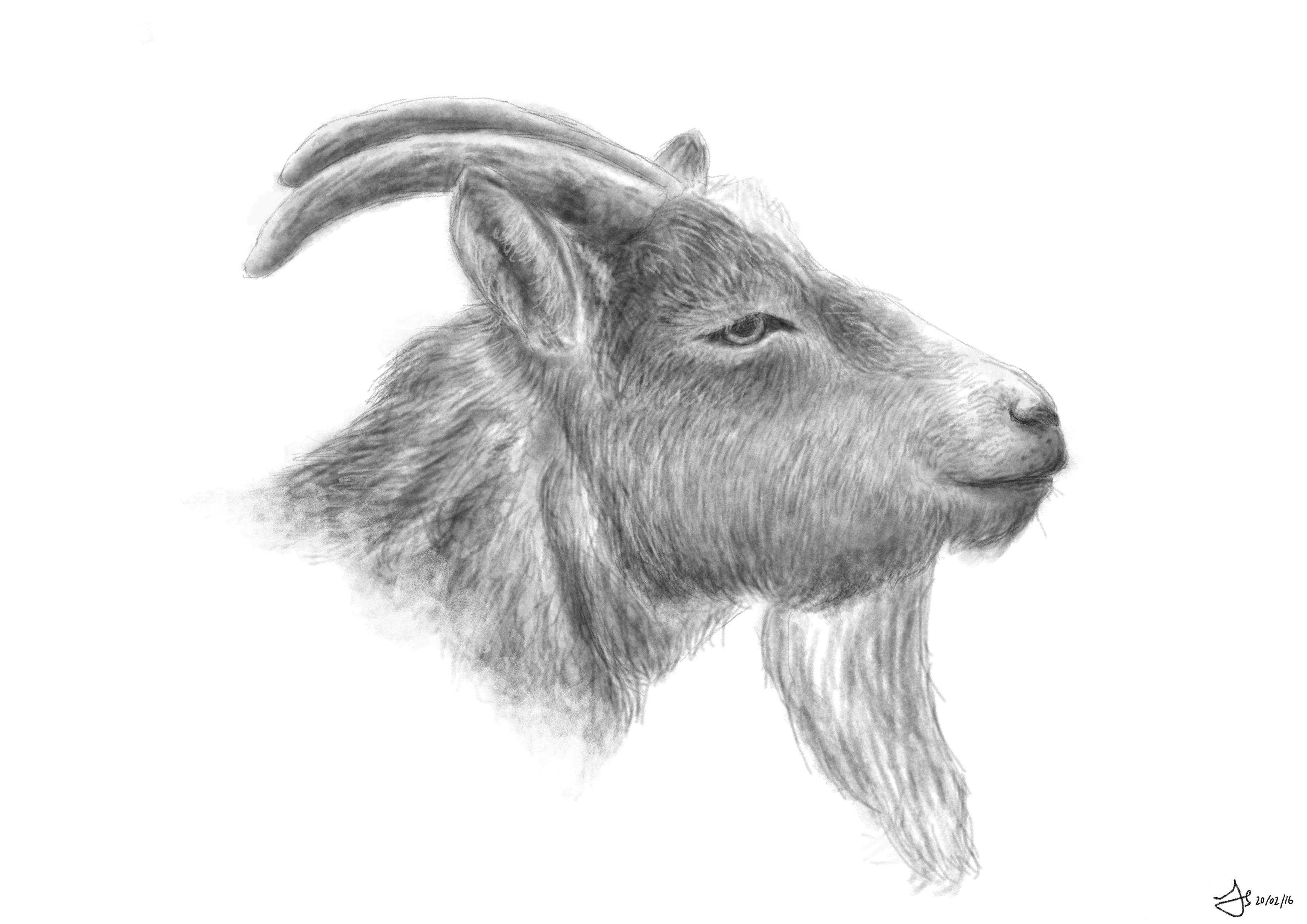3508x2480 Pygmy Goat Jaywalks - Pygmy Goat Drawing