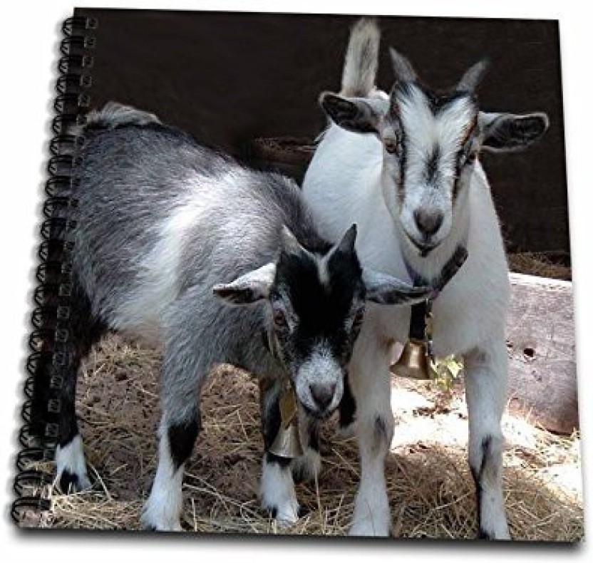 832x790 Pygmy Goat Drawing Book - Pygmy Goat Drawing
