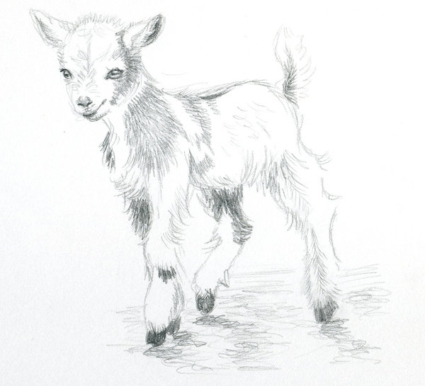 600x545 Baby Pygmy Goats Drawings Switchsecuritycompanies - Pygmy Goat Drawing