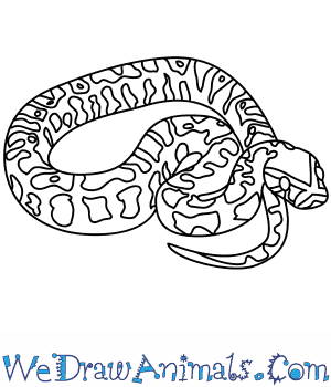 300x350 How To Draw An African Rock Python - Python Drawing