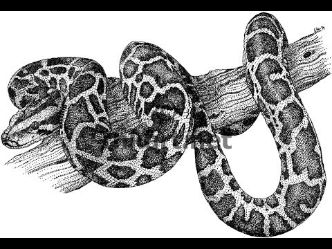 480x360 How To Draw African Rock Python Drawing Step - Python Drawing