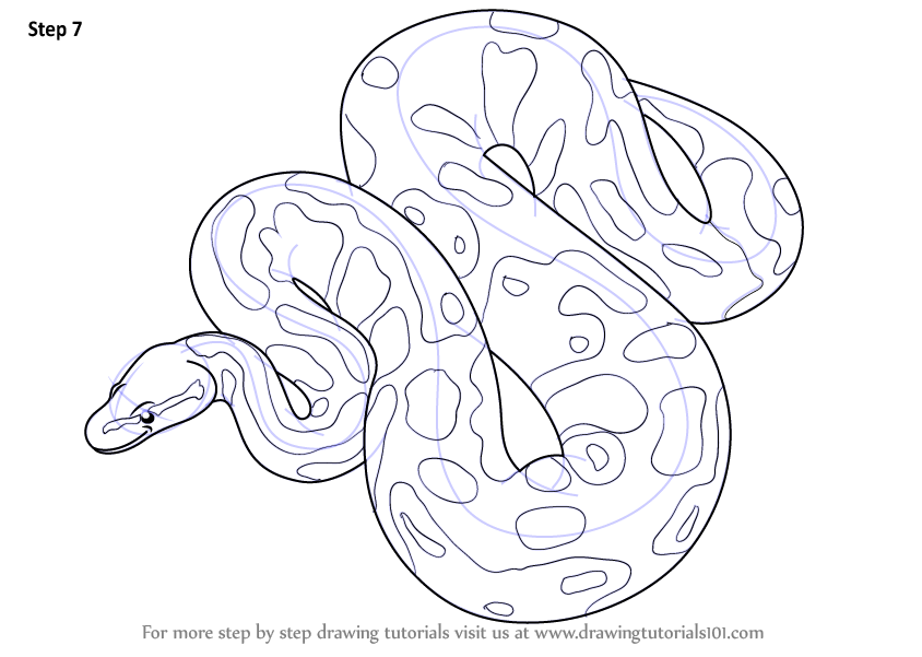 844x601 Learn How To Draw A Python - Python Drawing