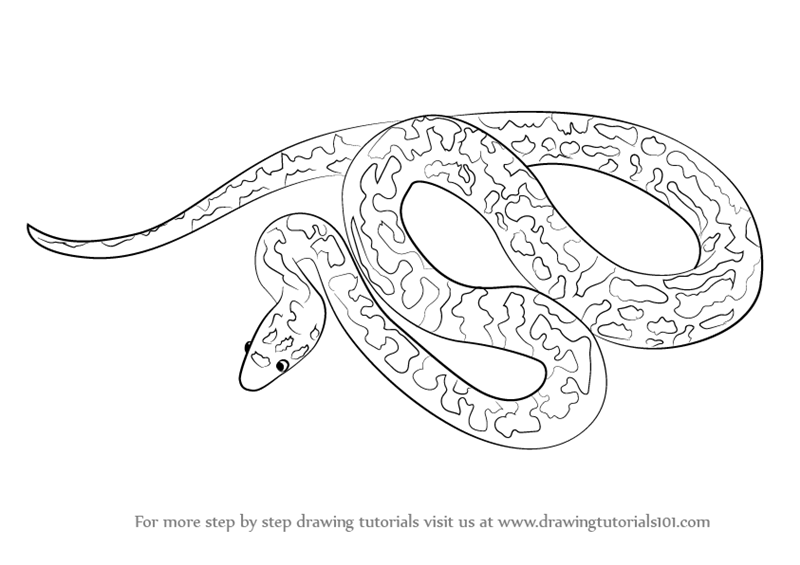 Python нарисовать. Питон рисунок карандашом. Нарисовать питона поэтапно. Рисунок анаконды карандашом для детей. Змея карандашом питон.