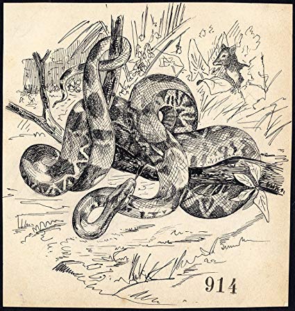 425x448 antique drawing snake python boa item gerard claes - Python Drawing