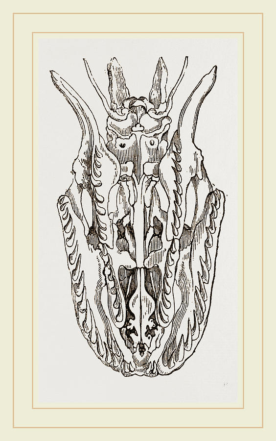 564x900 Skull Of Python Drawing - Python Drawing