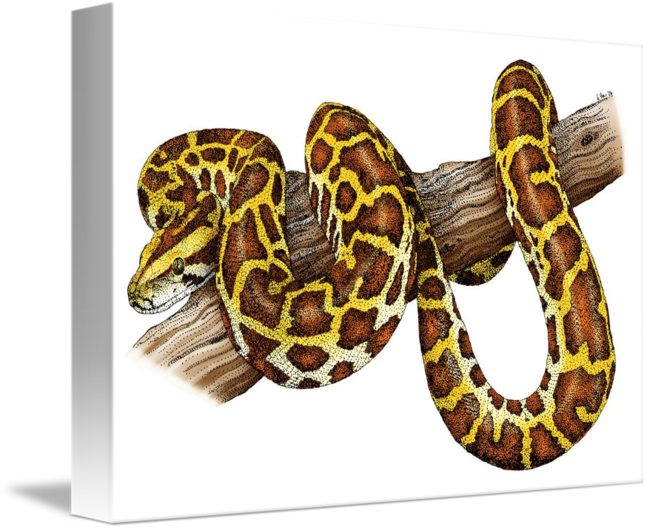 Python Drawing at Explore collection of Python Drawing