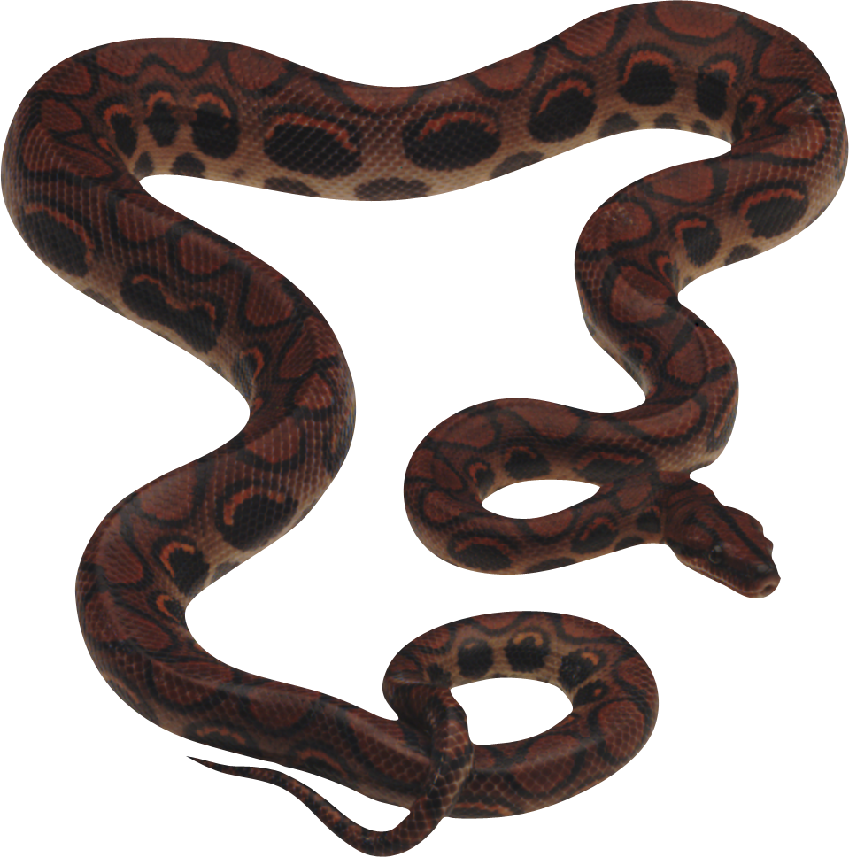 Python Snake Drawing at PaintingValley.com | Explore collection of ...