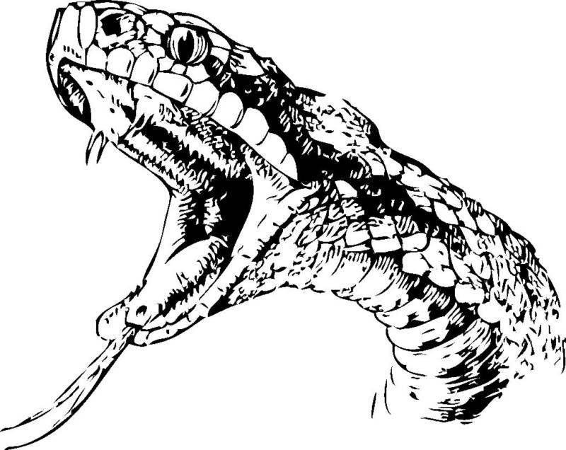 Python Snake Drawing at Explore collection of