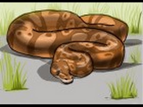 480x360 How To Draw A Python Snake - Python Snake Drawing