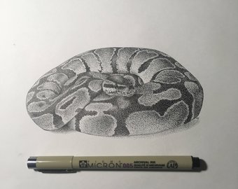 340x270 Huge Collection Of 'python Snake Drawing' Download More Than - Python Snake Drawing