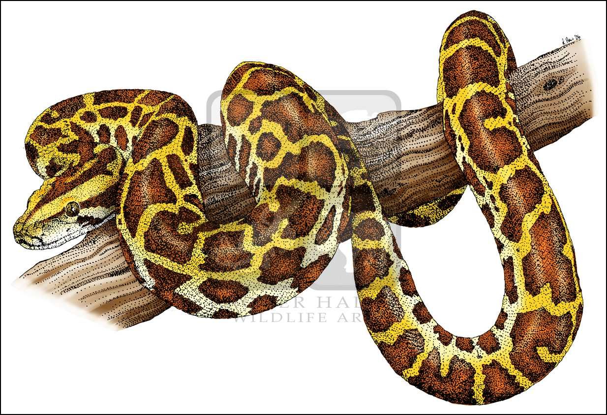 Python Snake Drawing at Explore collection of