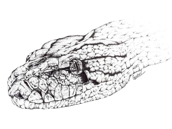 570x427 Original Python Snake Drawing Pen And Ink Etsy - Python Snake Drawing