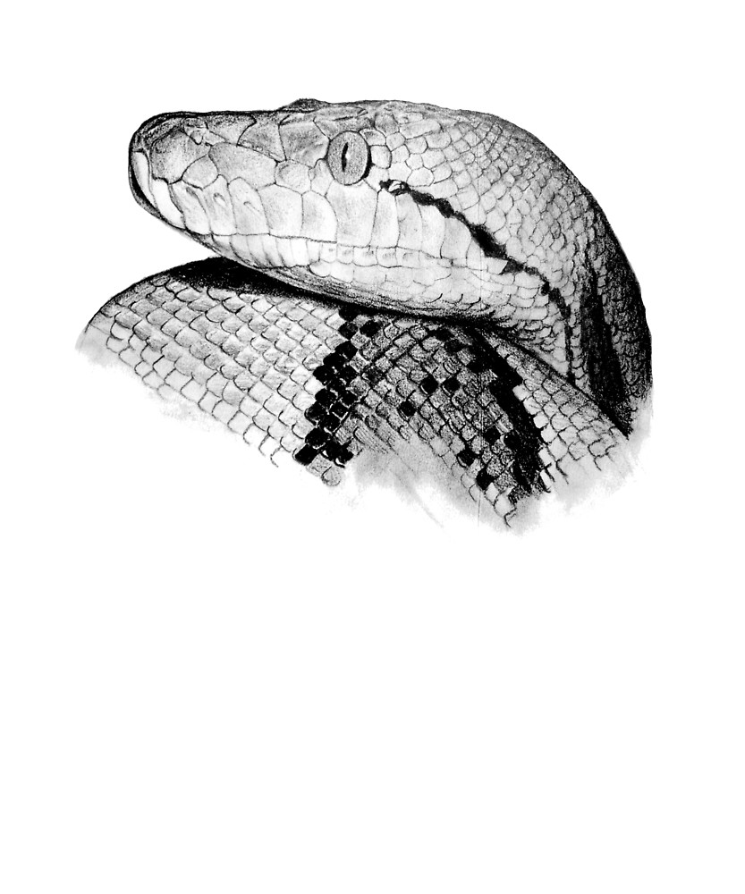 Python Snake Drawing at PaintingValley.com | Explore collection of ...