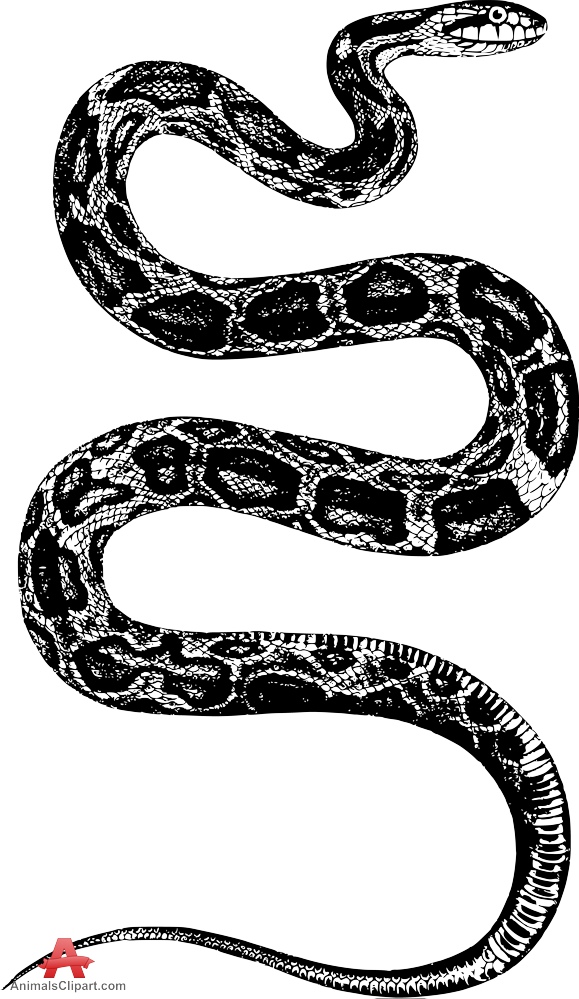 579x999 Python Clipart Black And White Collection - Python Snake Drawing