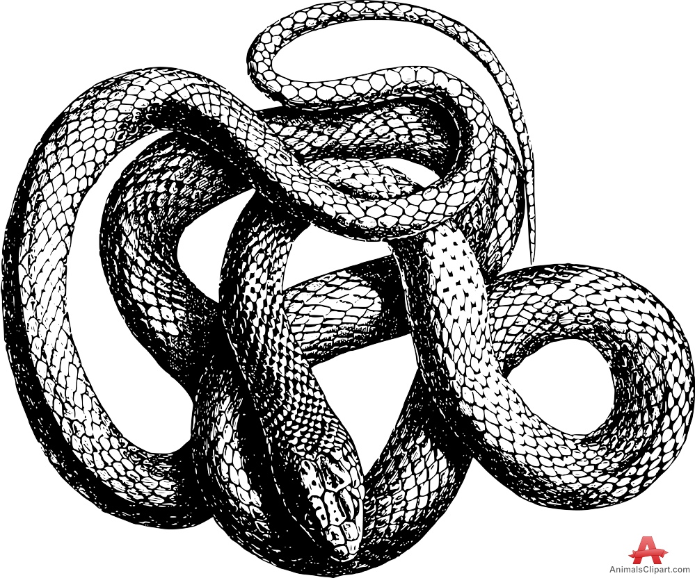 Python Snake Drawing at PaintingValley.com | Explore collection of ...