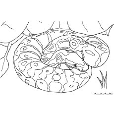230x230 Top Free Printable Snake Coloring Pages Online - Python Snake Drawing