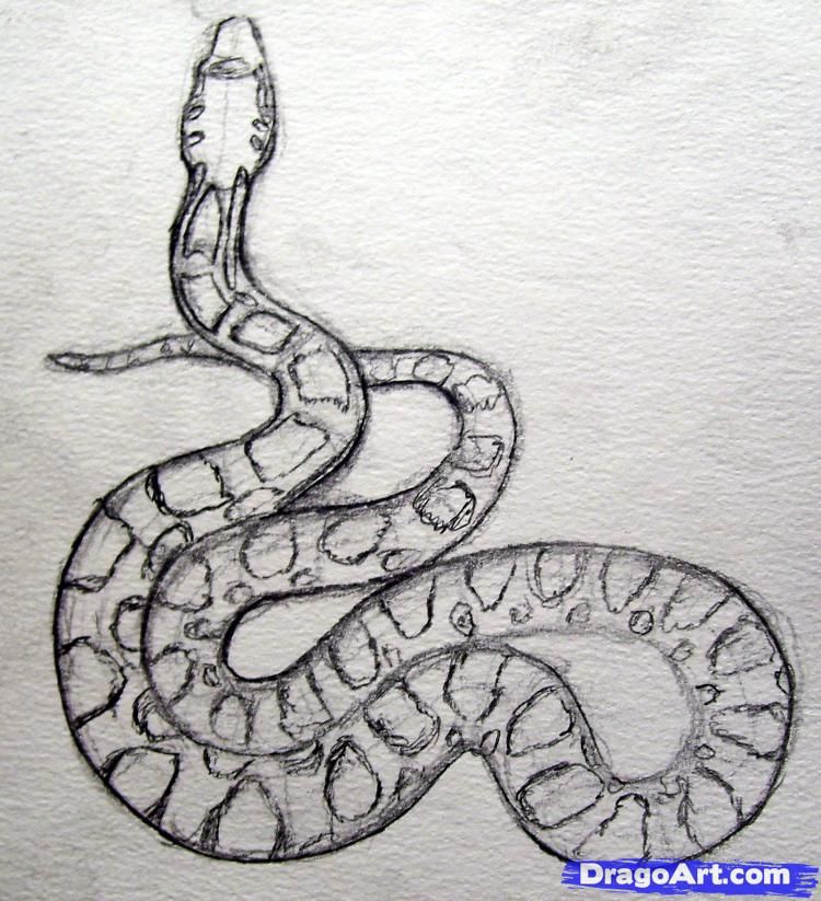 750x823 How To Draw A Snake - Python Snake Drawing