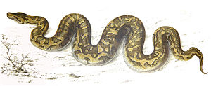 300x123 African Rock Python - Python Snake Drawing