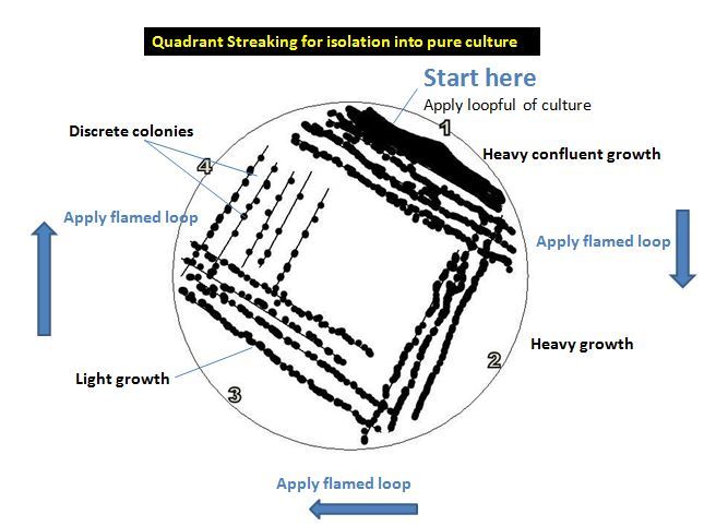 645x482 streak plate method principle, purpose, procedure and results - Quadrant Drawing