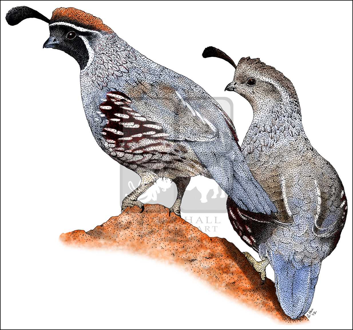 1234x1155 Gambel's Quail - Quail Drawing