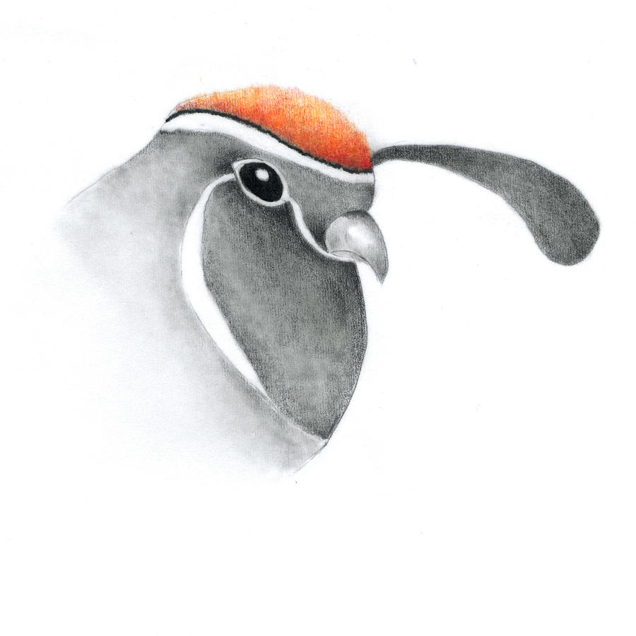 900x900 Gambel's Quail Drawing - Quail Drawing