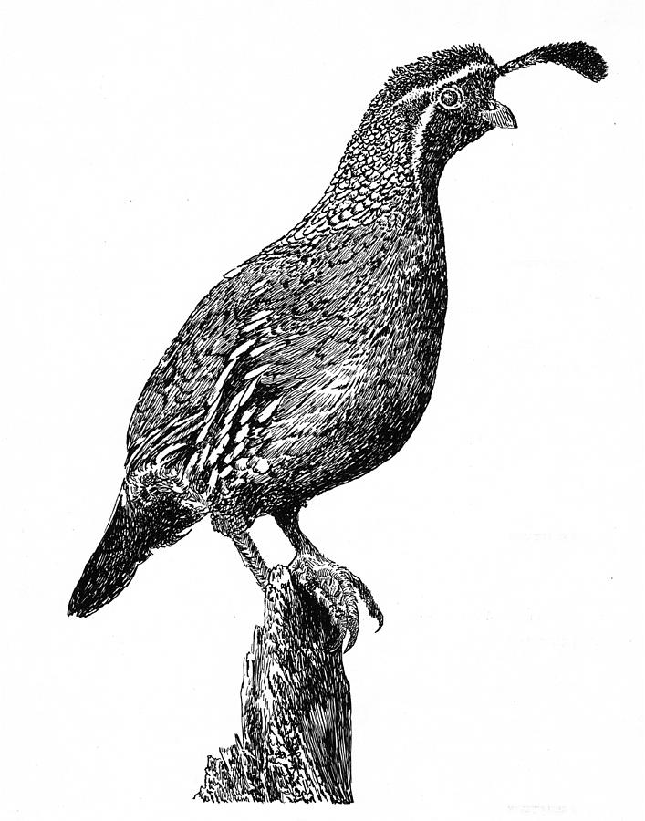 707x900 gambling quail drawing - Quail Drawing