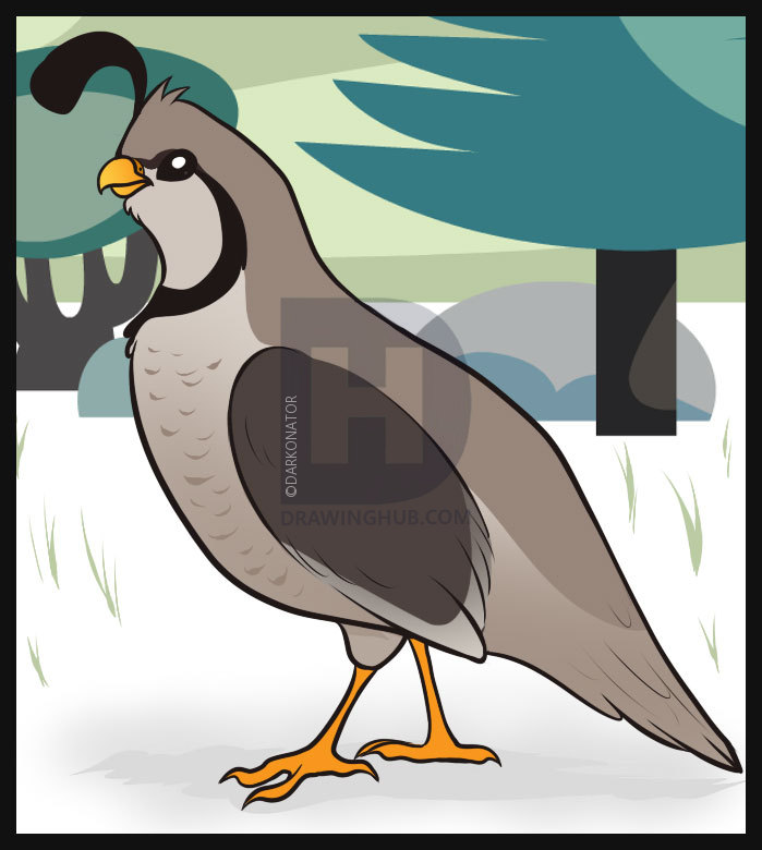 699x780 How To Draw A Quail, Step - Quail Drawing