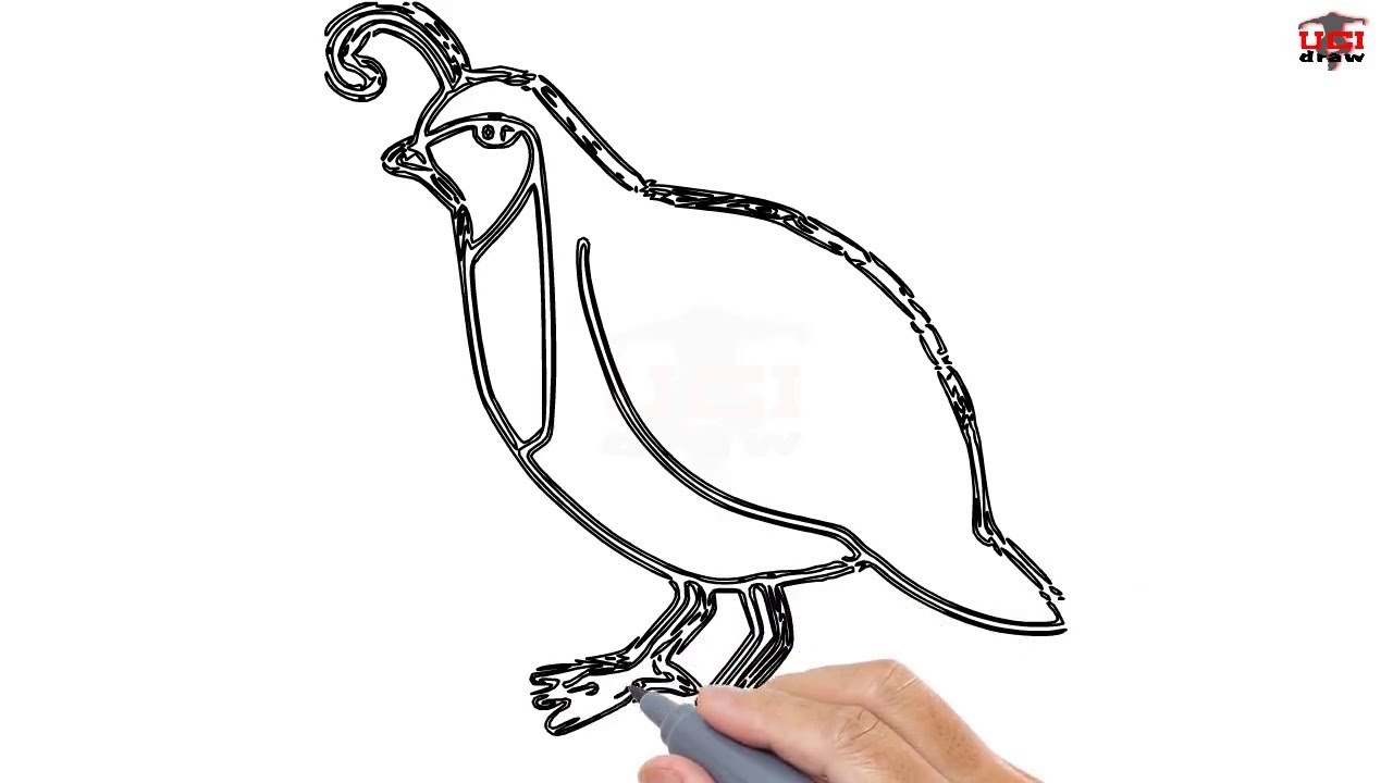1280x720 How To Draw A Quail Easy Step - Quail Drawing