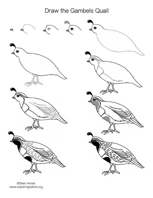 612x792 Image Result For How To Draw A Gambel's Quail State Reports - Quail Drawing