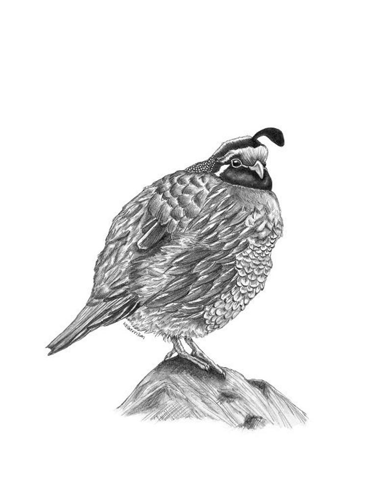 794x991 Quail Drawing Bird Art Animal Print Bird Wall Decor Etsy - Quail Drawing