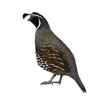 350x350 Quail Drawing - Quail Drawing