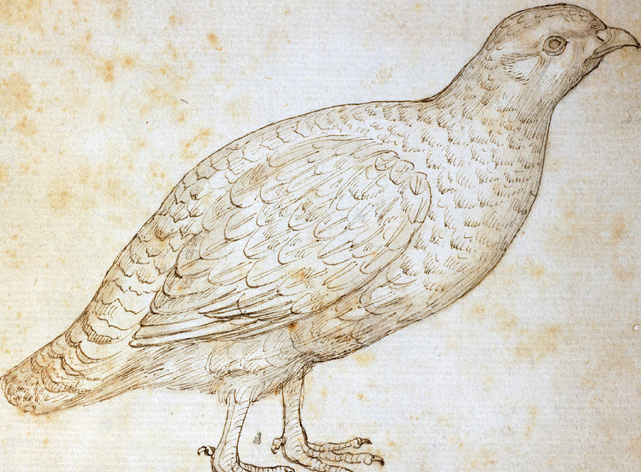 900x662 Quail Drawing - Quail Drawing