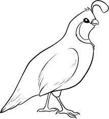 215x235 Quail Drawing - Quail Drawing