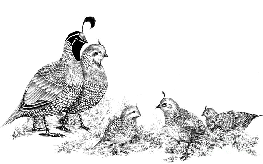 900x563 Quail Family Outing Drawing - Quail Drawing