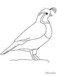 194x259 Draw A Quail - Quail Drawing