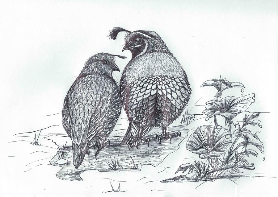 900x639 California Quail And Poppy In Fall Snow Drawing - Quail Drawing