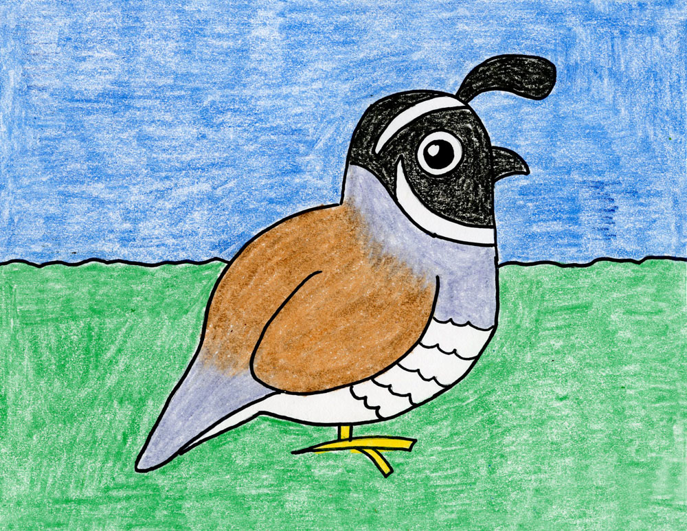 1000x773 Draw The California State Bird Art Projects For Kids - Quail Drawing