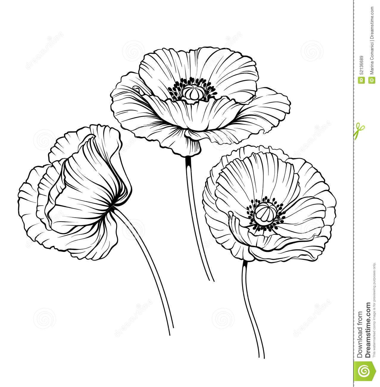 1277x1300 Line Poppies Vector Set - Quality Drawing