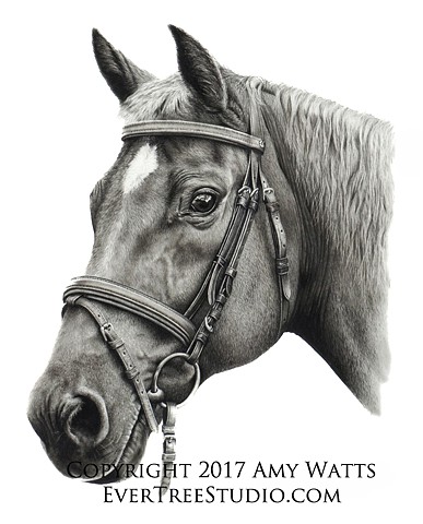 387x480 Evertree Studio - Quarter Horse Drawing